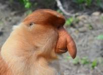 Proboscis monkey