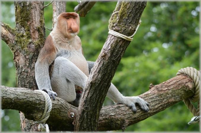 Proboscis monkey Proboscis monkey
