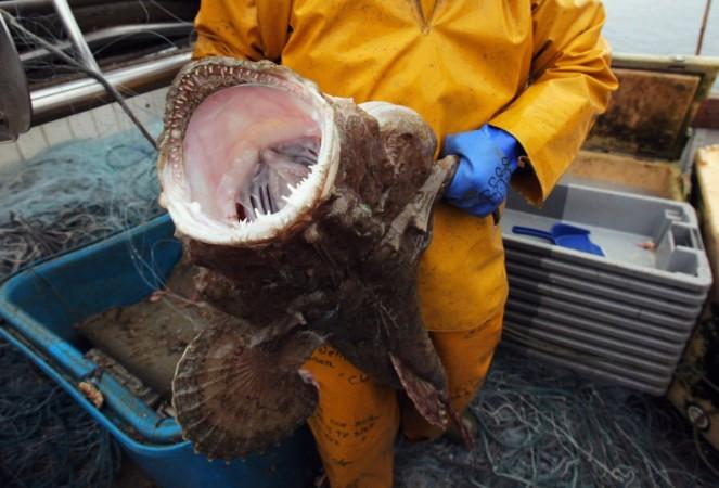 Angler Fish Angler Fish