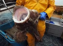 Angler Fish