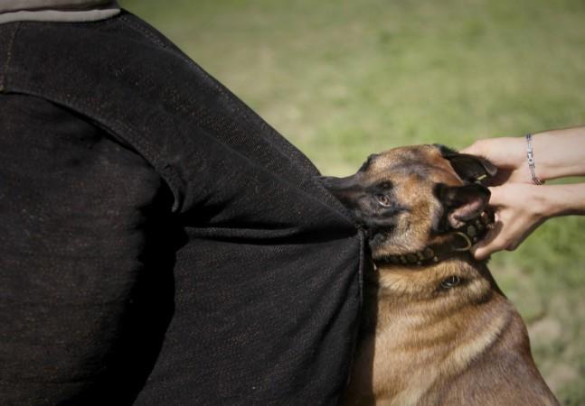 Dog attacks- A dog bites a trainer during a defence and attack session. Dog attacks