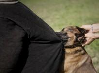 Dog attacks