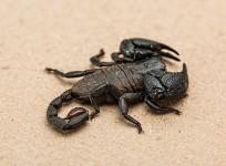 scorpion,