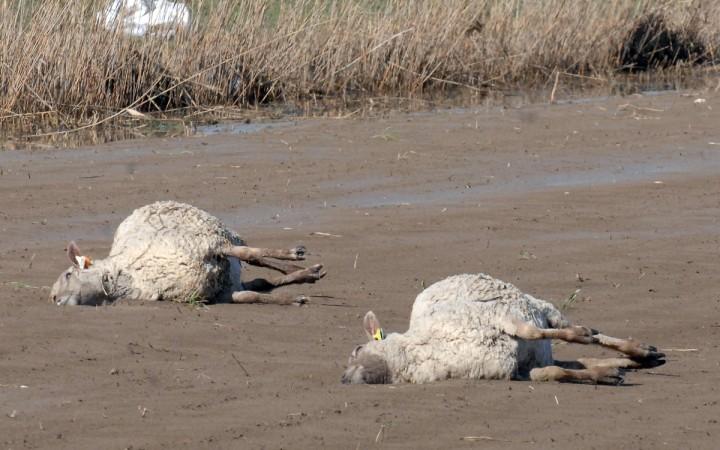 Sheep mutilated
