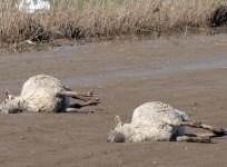 Sheep mutilated