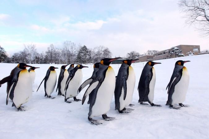 A group of King Penguins walk along a snow-covered path at Asahiyama Zoo on January 18, 2010 in Asahikawa, Japan A group of King Penguins