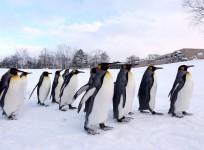 A group of King Penguins