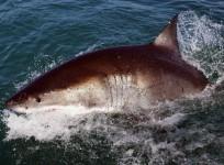 A great white shark