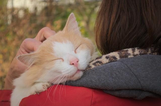(Picture for representation) This heartwarming video of firefighters performing CPR on cat as its owner cry inconsolably. Cat