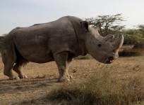 World's last male northern white rhino