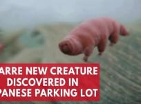 Bizarre new eight-legged Tardigrade species discovered in Japanese parking lot