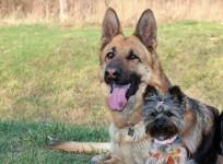 Dogs