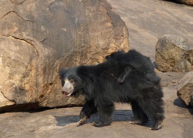 (Picture for representation) The sloth bear and her cub wanted to get to a water body that falls within the tiger's territory. Sloth bear