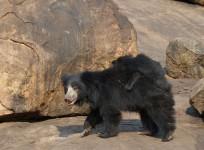 Sloth bear