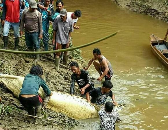 Indonesia: Human leg and arm found inside the stomach of a six-meter ...