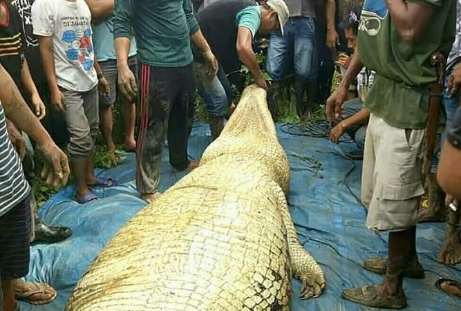 Indonesian authorities recover a crocodile after they shot and killed the six-meter (20 foot) long creature close to a riverbank in Marukangan on March 2, 2018 Man mauled to death by crocodile in Indonesia