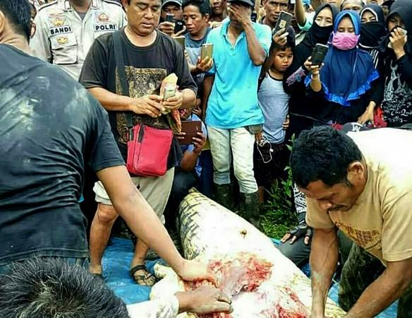 Man mauled to death by crocodile in Indonesia