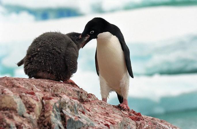 Picture for representation Penguins