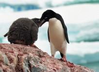 Penguins