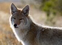 Coyote