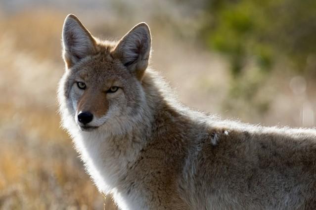 (Picture for representation) Coyote