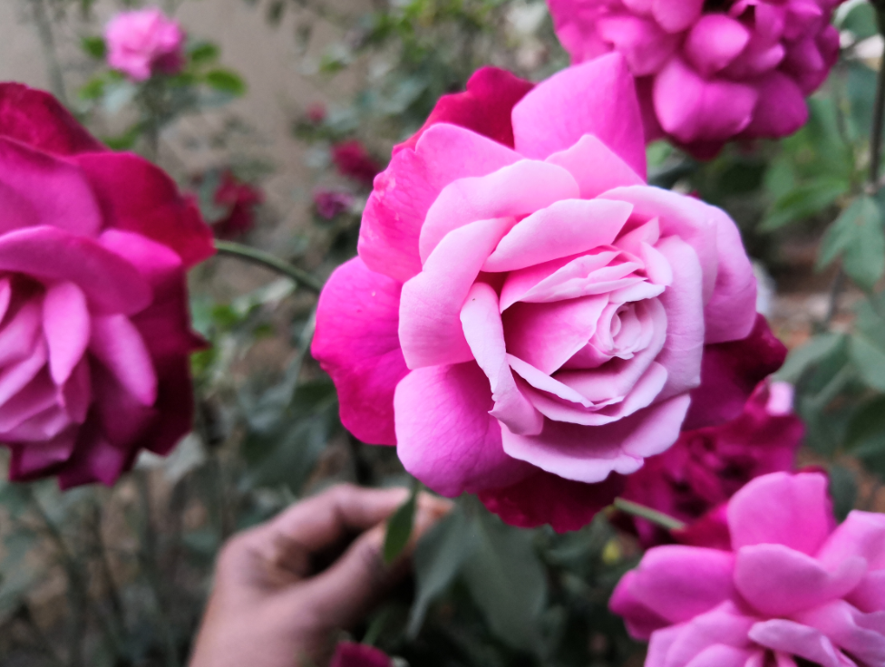 Huawei, Honor View 10, review, camera sample,