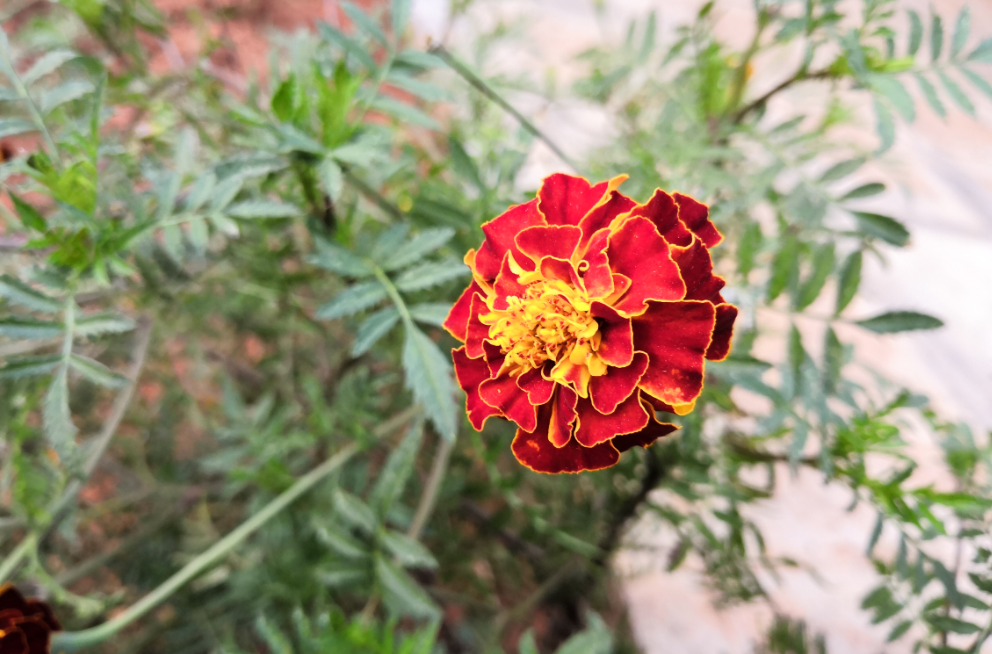 Huawei, Honor View 10, review, camera sample,