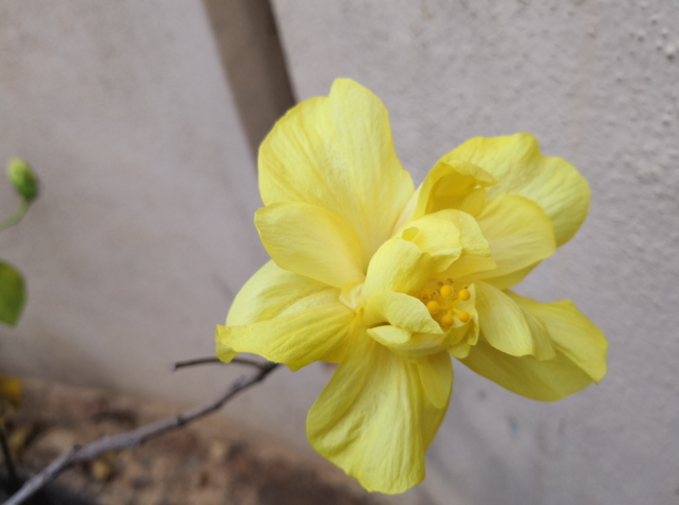 Huawei, Honor View 10, review, camera sample,