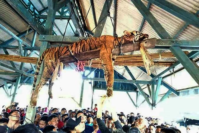 This picture taken on March 4, 2018 shows the carcass of a Sumatran tiger hung from a ceiling as villagers gather underneath at Hatupangan village in North Sumatra. Villagers in a remote Indonesian community disemboweled a critically endangered Sumatran t
