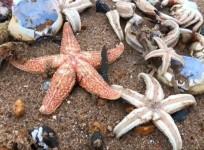 Thousands of dead starfish wash up on UK beach following snow storm