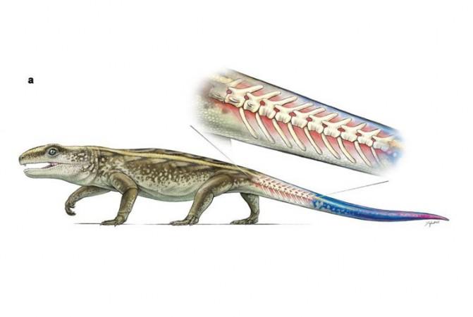 Oldest known reptile that could detach its tail to fool predators lived ...