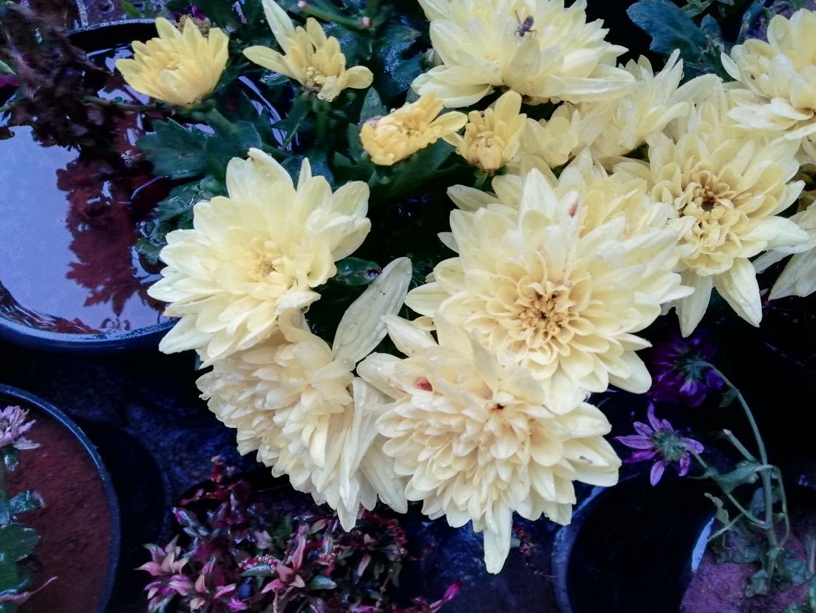 Honor 9 Lite photo sample shot taken during late in the evening Huawei, Honor 9 lite, review, display, design,camera