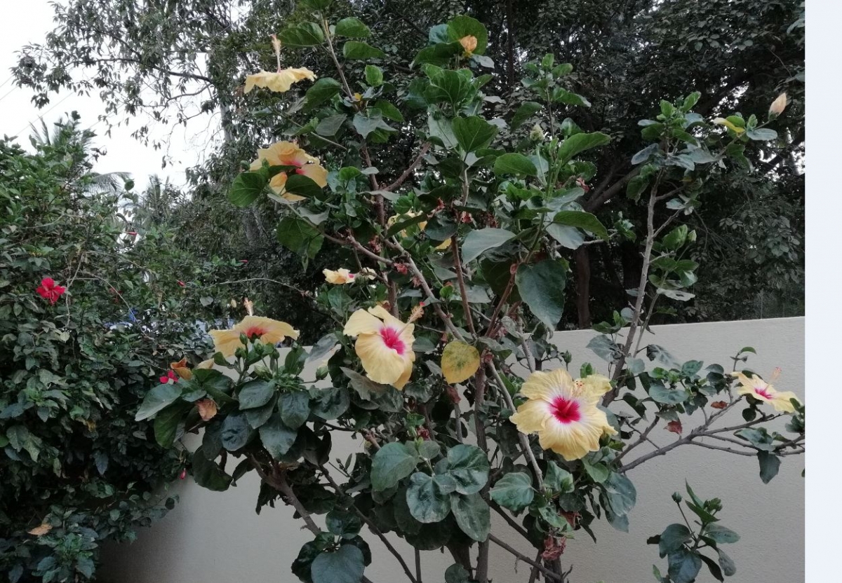 Honor 9 Lite primary camera photo sample taken in the evening Huawei, Honor 9 lite, review, display, design,camera