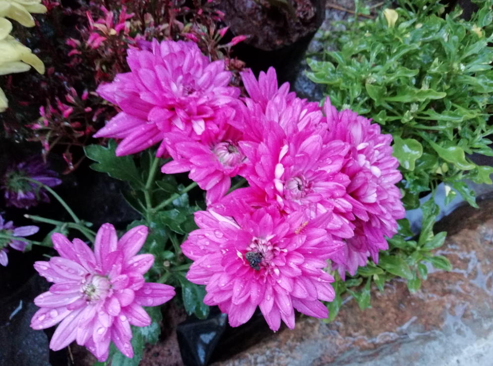 Honor 9 Lite primary camera photo sample taken during cloudy condition Huawei, Honor 9 lite, review, display, design,camera