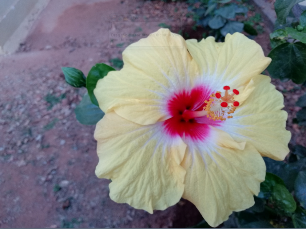 Honor 9 Lite primary camera's macro photo sample Huawei, Honor 9 lite, review, display, design,camera