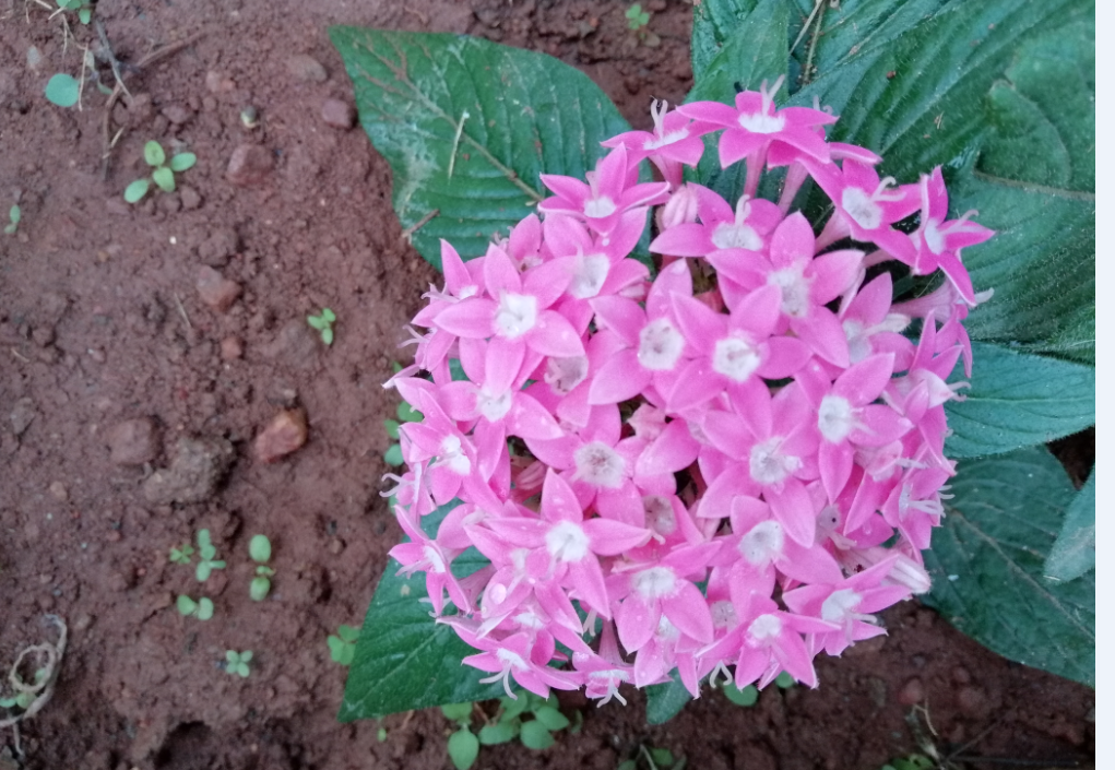 Honor 9 Lite primary camera photo sample Huawei, Honor 9 lite, review, display, design,camera