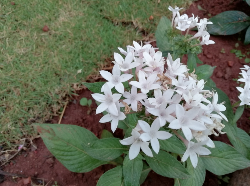 Honor 9 Lite primary camera photo sample taken during the early morning Huawei, Honor 9 lite, review, display, design,camera
