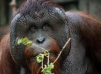 Orangutan