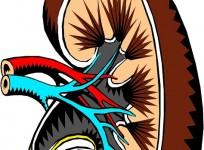 World Kidney Day, Kidney,