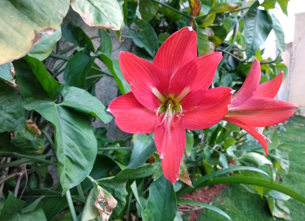Xiaomi Redmi Note 5 primary camera sample taken in bright light condition Xiaomi, Redmi Note 5, review, camera, design, display