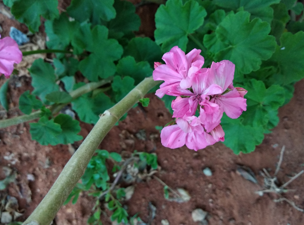 Xiaomi Redmi Note 5 primary camera sample shot during the evening Xiaomi, Redmi Note 5, review, camera, design, display