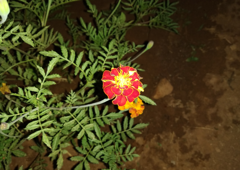 Xiaomi Redmi Note 5 primary camera sample taken in the pitch dark night with LED flash on Xiaomi, Redmi Note 5, review, camera, design, display