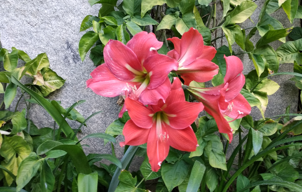 Xiaomi Redmi Note 5 primary camera sample shot taken during the day Xiaomi, Redmi Note 5, review, camera, design, display