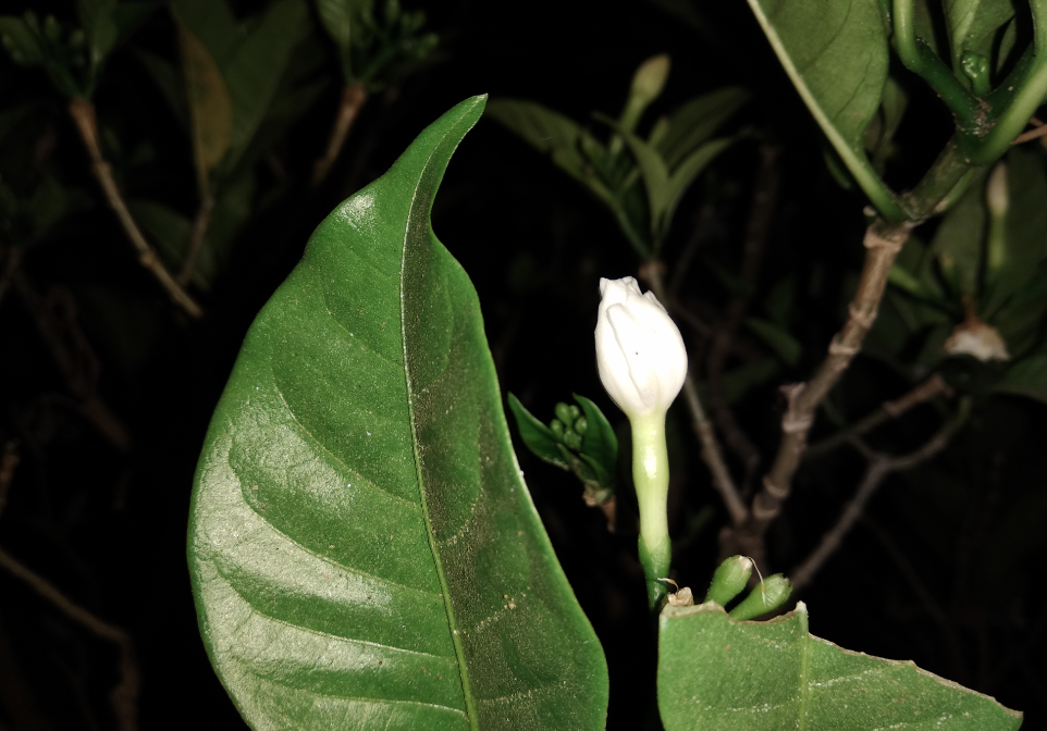 Xiaomi Redmi Note 5 primary camera sample shot taken in the night with street lights on. Xiaomi, Redmi Note 5, review, camera, design, display