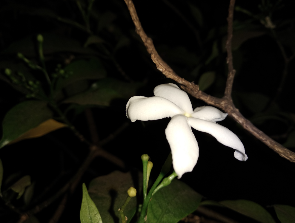 Xiaomi Redmi Note 5 primary camera sample shot taken during the night Xiaomi, Redmi Note 5, review, camera, design, display