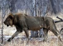 Cecil the lion, Cecil,