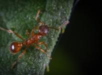 ant