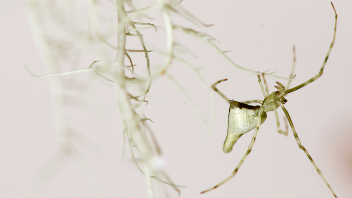 White Maui spider Hawaiian stick spiders
