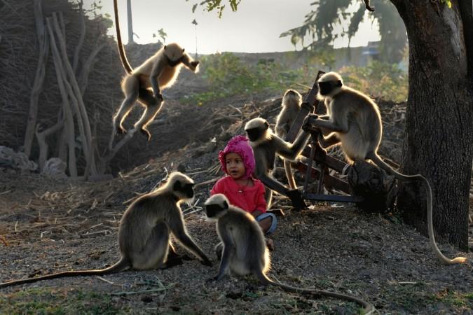 Monkey