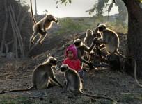 Monkey